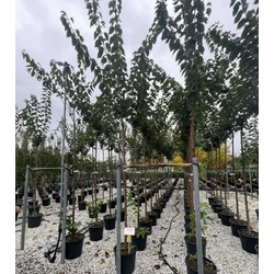 Japán díszcseresznye PRUNUS SERRULATA KANZAN T200 10/12 K30