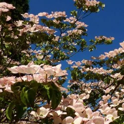 Csillagsom    CORNUS KOUSA GIORGIA T200 8/10 K35
