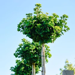 Gömb páfrányfenyő   GINKGO BILOBA MARIKEN T200 6/8 K30