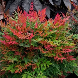 Japán szentfa   NANDINA DOMESTICA 60/100 K25