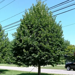 Kislevelű hárs  TILIA CORDATA GREENSPIRE T200 10/12 K30