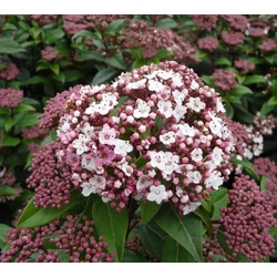 Téli bangita   VIBURNUM TINUS EVE PRICE T1/2 40/50 K18