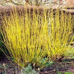 Sárgavesszőjű som  CCORNUS STOLONIFERA FLAVIRAMEA K10