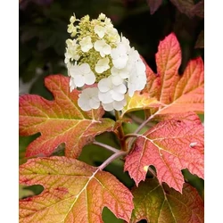 Tölgylevelű hortenzia   HYDRANGEA QUERCIFOLIA 100/120 K30