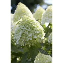 Bugás hortenzia   HYDRANGEA PANICULATA 125/150 K30