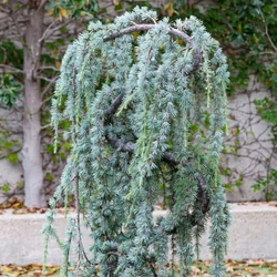 Kék csüngő atlasz cédrus CEDRUS ATLANTICA GLAUCA PENDULA T3/4 K80