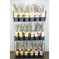 Japán juhar   ACER PALMATUM FAJTÁK 40/50 K5