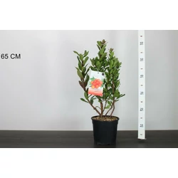 Szamócafa ARBUTUS UNEDO 30/40 K3