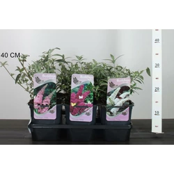 Nyári orgona BUDDLEJA DAVIDII FAJTÁK K2