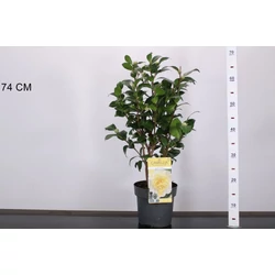 Kamélia   CAMELLIA JAPONICA JULLIS YELLOW 40/50 K3