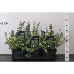 Repkény kecskerágó  EUONYMUS FORTUNEI EMERALD GAIETY 15/20 CS15