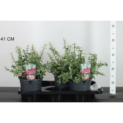 Repkény kecskerágó EUONYMUS FORTUNEI HARLEQUIN 20/25 K2