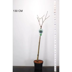 Gömbjuhar ACER PLATANOIDES GLOBOSUM T80 K5