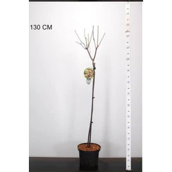 Hegyi juhar   ACER PSEUDOPLATANUS BRILLIANTISSIMUM T80 K5