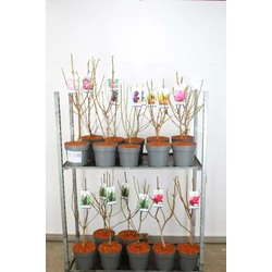 Liliomfa    MAGNOLIA FAJTÁK 50/80 K7