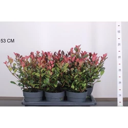Örökzöld korallberkenye PHOTINIA FRASERI LITTLE RED ROBIN 30/40 CS17