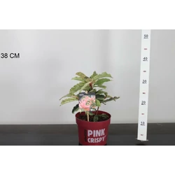 Örökzöld korallberkenye PHOTINIA FRASERI PINK CRISPY 20/30 K2
