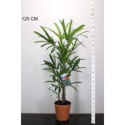 BotpálmaRHAPIS EXCELSA 90/100 CS21