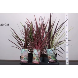 bunkóliliom CORDYLINE FAJTÁK 30/40 K2
