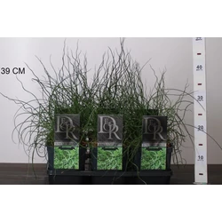 Békaszittyó JUNCUS EFFUSUS SPIRALIS K2