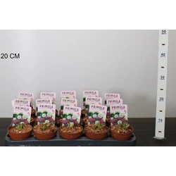 Kankalin PRIMULA DENTICULATA CS10,5