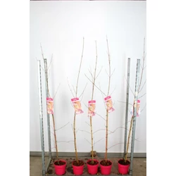 Vörös flamingó juharACER CONSPICUUM RED FLAMINGO 100/120 K3