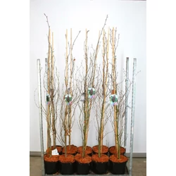 Oszlopos vérbükk   FAGUS SYLVATICA DAWYCK PURPLE 175/200 K10
