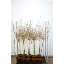 Rózsaszín barkafűz SALIX GRACILISTYLA MOUNT ASO T80 K5