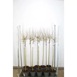Törpe orgona SYRINGA MEYERI PALIBIN T100 K5
