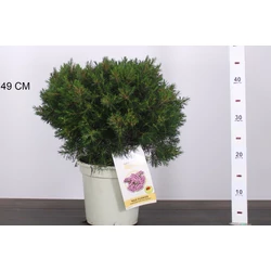 Viaszvirág WAX FLOWER CS20