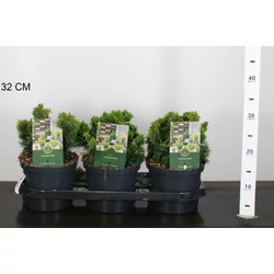 Hinoki hamisciprus   CHAMAECYPARIS OBTUSA NANA GRACILIS 15/20 K2,5