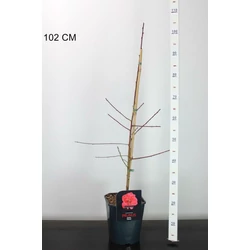 Melred őszibarack PRUNUS PERSICA MELRED 80/100 K4,5