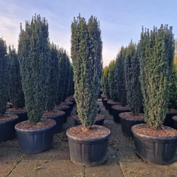 Oszlopos tiszafa   TAXUS BACCATA PIRAT 200/225 K280