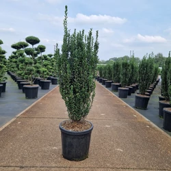 Oszlopos magyal   ILEX CRENATA FASTIGIATA 70/80 K18
