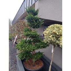 Hinoki hamisciprus   CHAMAECYPARIS OBTUSA TEDDY BEAR BONSAI 150/170 K130