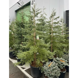 Óriás (hegyi) mamutfenyő SEQUOIADENDRON GIGANTEUM HEALTHY MAMMOTH 200/225 EXTRA K90
