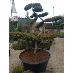 Aranylombú terülő tiszafa TAXUS BACCATA SUMMERGOLD BONSAI 175/200 K500