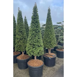 Közönséges tiszafa   TAXUS BACCATA TÖRZSÖN KÚP 200/225 K110