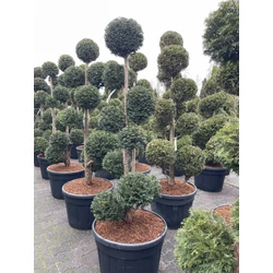 Közönséges tiszafa   TAXUS BACCATA TÖBBTÖRZSES 150/175 K130