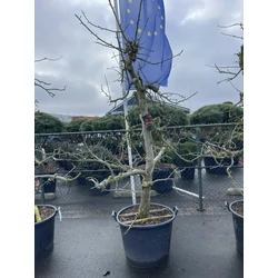 Elstar alma MALUS DOMESTICA ELSTAR ÖREG TÖRZS K30