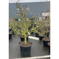 Conference körte PYRUS COMMUNIS CONFERENCE ÖREG TÖRZS K110