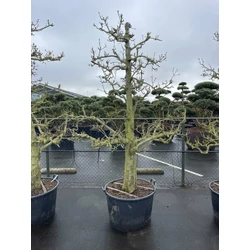 Esperes körte PYRUS COMMUNIS TÁRSULATI ESPERES ÖREG TÖRZS K160