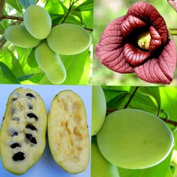 Indiánbanán ASIMINA TRILOBA DAVIS 20/30 K3