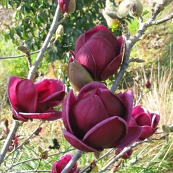 Bíborvörös liliomfa  MAGNOLIA SOULANGEANA GENIE 50/60 K3
