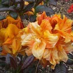Japán azálea AZALEA JAPONICA MOLLIS 50/55 K10