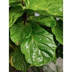 Lantlevelű fikusz FICUS LYRATA CS17