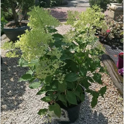 Bugás hortenzia  HYDRANGEA PANICULATA PHANTOM 80/100 K7,5