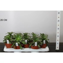 Fás kövirózsa  AEONIUM ARBOREUM CS14