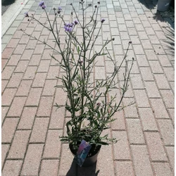 Ernyős verbéna, vasfű  VERBENA BONARIENSIS LOLLIPOP CS17
