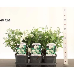 Telt virágú jezsámen  PHILADELPHUS SNOWBELLE 40/50 K3